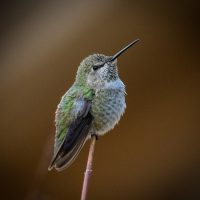 Anns Hummingbird - George Peterson